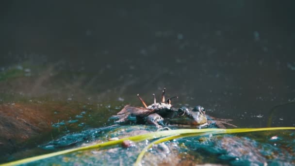 Groene kikker zit aan de oever van een rivier in Water. Slow Motion — Stockvideo