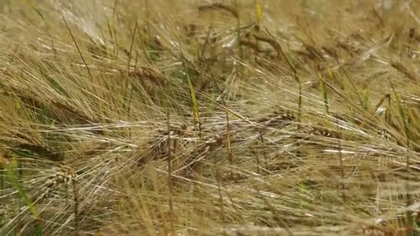 Campo de trigo na aldeia — Vídeo de Stock