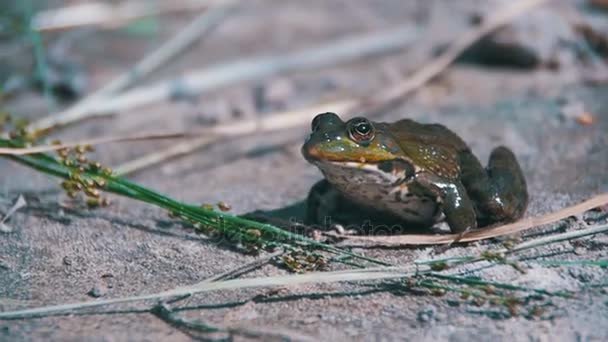 Green Frog Sitting on a River Bank and Jump in Water. Slow Motion — Stock Video