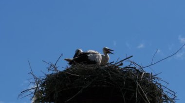 Leylek bir yuvaya ayağı yüksek gerilim güç satırlarda gökyüzü arka plan