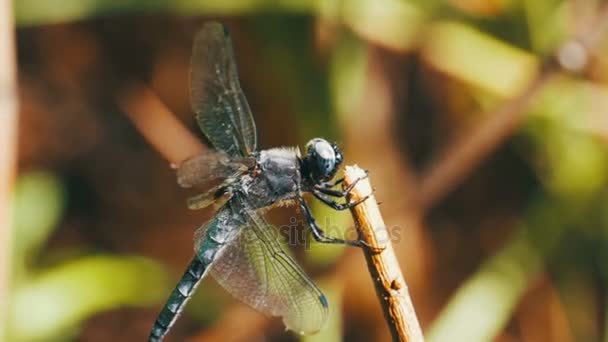 Libellule sur une branche sur les plantes vertes Contexte. Mouvement lent — Video