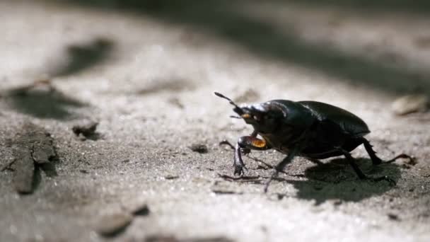 Le cerf coléoptère se glisse sur le sol 