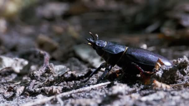 Beetle Deer Creeps on the Ground — Stock Video