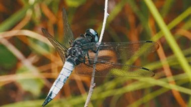 Yusufçuk dal yeşil bitkiler arka plan