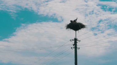 Leylek yuvasına bir ayağı üzerinde ailesinde. Zaman atlamalı