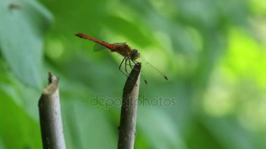 kırmızı yusufçuk bir dalda