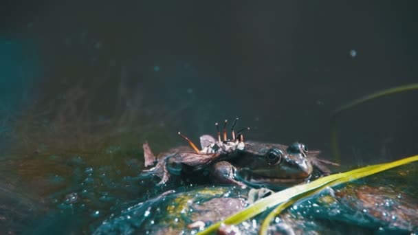 Зеленая лягушка сидит на берегу реки в воде. Slow Motion — стоковое видео