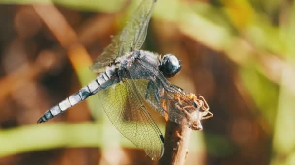 Libélula en una rama en el fondo de plantas verdes — Vídeos de Stock