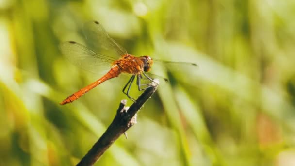 Dragonfly on a Branch on Green Plants Background — Stock Video