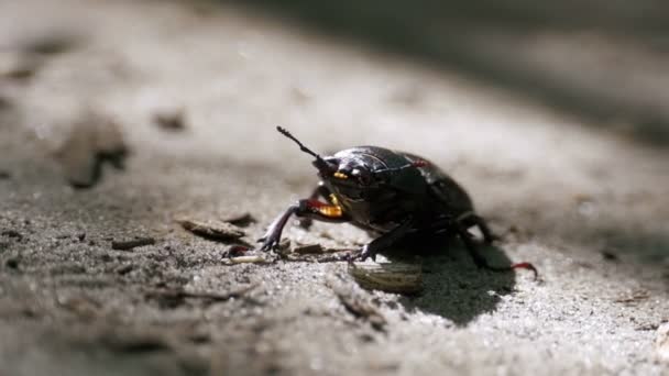 Beetle rådjur kryper på marken — Stockvideo