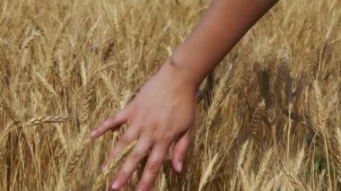 Kadının el Spikelets buğday alanında hareket eder. Ağır çekim