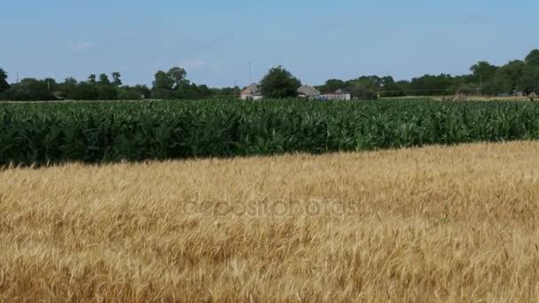 Campo de trigo en el pueblo — Vídeos de Stock