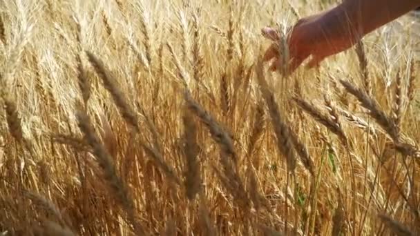 Mão das mulheres se move em espiguetas de trigo no campo. Movimento lento — Vídeo de Stock