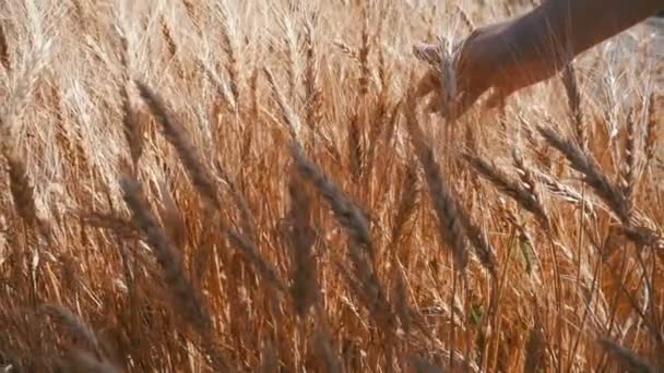 Mão das mulheres se move em espiguetas de trigo no campo. Movimento lento — Vídeo de Stock