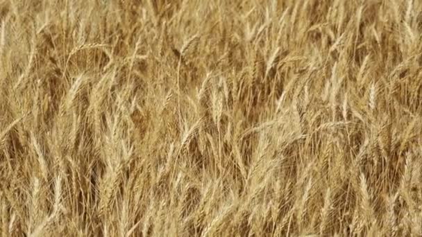 Wheat Field in the Village — Stock Video