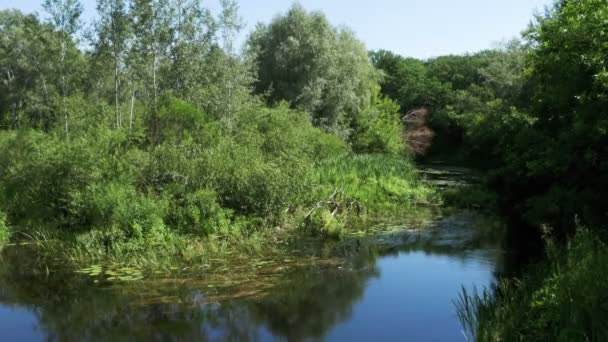 Natura na rzece, roślinności na brzegach rzeki — Wideo stockowe
