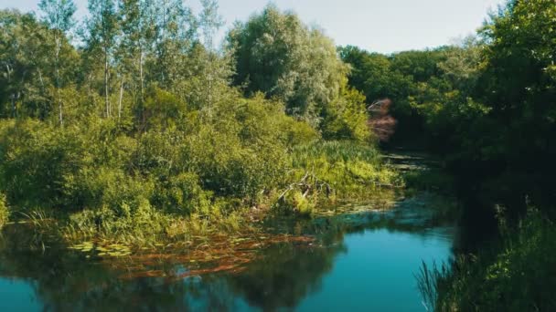 Naturen vid floden, grön Vegetation på stranden av floden — Stockvideo