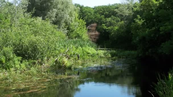 Natuur op de rivier, groene vegetatie op de oevers van de rivier — Stockvideo