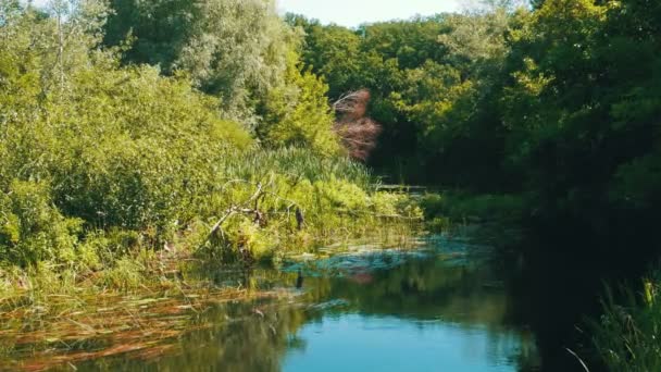 Natuur op de rivier, groene vegetatie op de oevers van de rivier — Stockvideo
