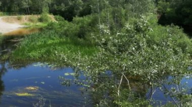 Nehir, nehir kıyısında yeşil bitki örtüsü üzerinde doğa