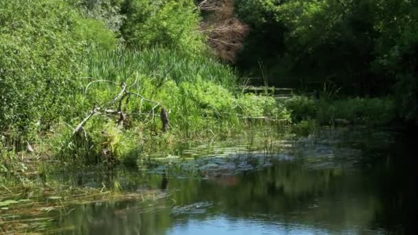Nature sur la rivière, végétation verte et algues sur les rives de la rivière 