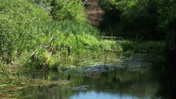 Natuur op de rivier, groene vegetatie en algen op de oevers van de rivier — Stockvideo