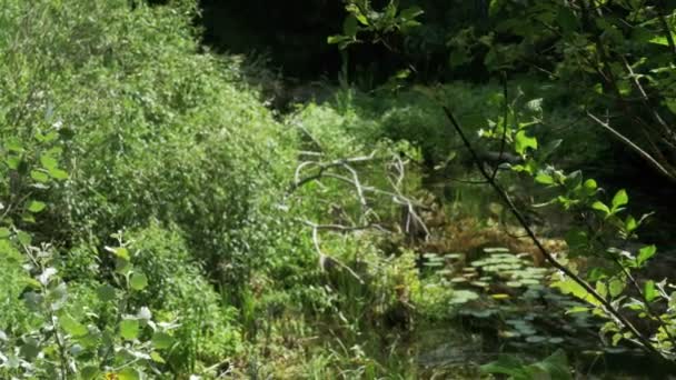 Natura na rzece, roślinności na brzegach rzeki — Wideo stockowe