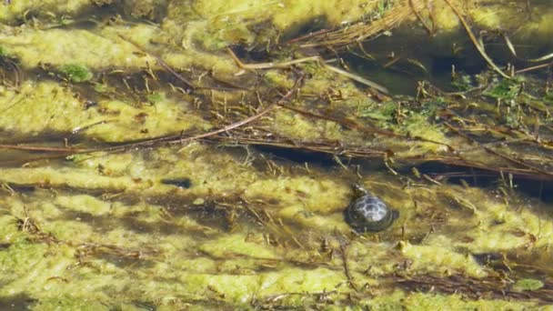 Turtle in de algen en het riet van de rivier — Stockvideo