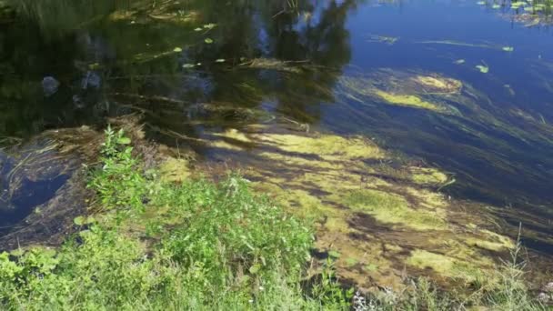 Naturen på floden, grön Vegetation och alger på stranden av floden — Stockvideo