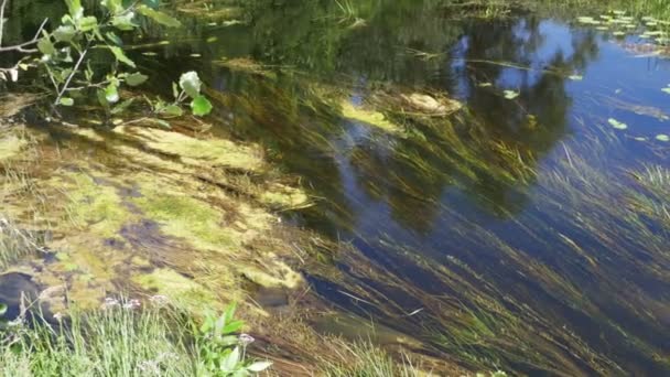 Naturaleza en el río, vegetación verde y algas a orillas del río — Vídeos de Stock