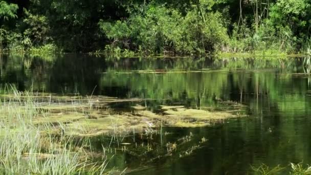 Naturen på floden, grön Vegetation och alger på stranden av floden — Stockvideo