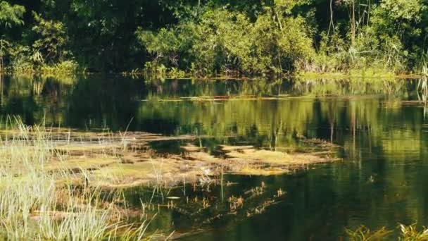 Природа на реке, зеленая растительность на берегах реки — стоковое видео