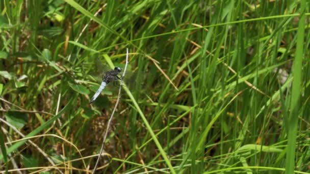 Red Dragonfly pe o ramură — Videoclip de stoc