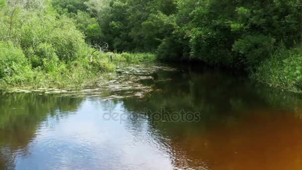 Naturaleza en el río, Vegetación verde a orillas del río — Vídeos de Stock