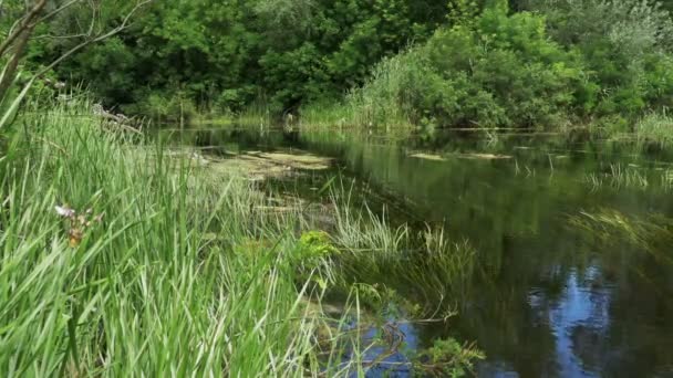 Nature sur la rivière, Végétation verte sur les rives de la rivière 