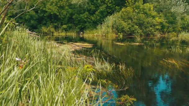 Naturaleza en el río, Vegetación verde a orillas del río — Vídeo de stock
