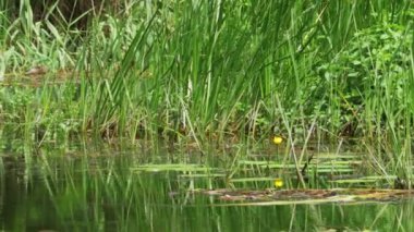 Nehir, yeşil bitki örtüsü, yosun ve Lily nehre doğa
