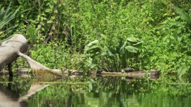 Bir günlüğü, Nehir kaplumbağaları oturmak