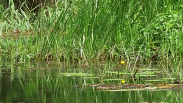 Nature sur la rivière, végétation verte, algues et lys dans la rivière 