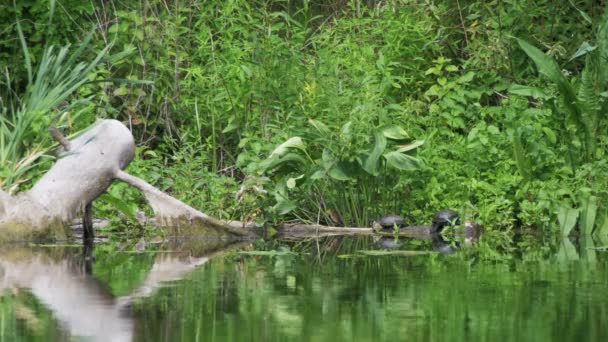 Tortugas sentadas en un tronco en el río — Vídeos de Stock