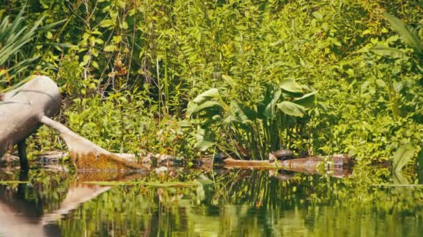 Turtles Sit on a Log in the River — Stock Video