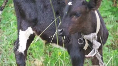 Güzel inek köyü yakınlarında bir çayırda otlatma. Ağır çekim