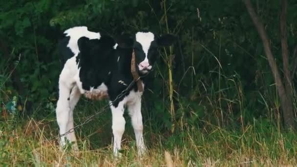 Vaca está se moendo em um campo perto da aldeia . — Vídeo de Stock