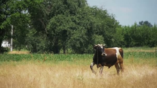 Красивая корова пасущаяся на лугу рядом с деревней. Slow Motion — стоковое видео