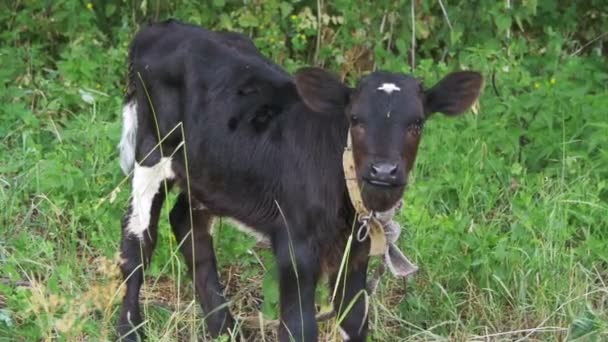 Beau pâturage de vache dans une prairie près du village. Mouvement lent 