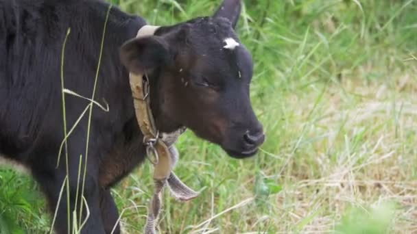 Gyönyörű tehén legelő egy réten, a falu közelében. Lassú mozgás — Stock videók