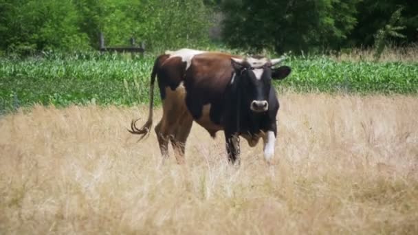 Schöne Kuh grast auf einer Weide in der Nähe des Dorfes. Zeitlupe — Stockvideo