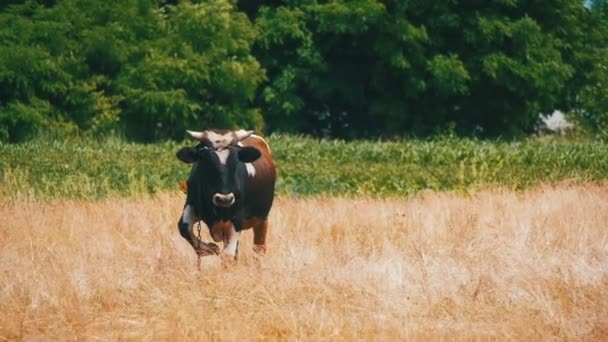 Корова пасется на поле возле деревни. Slow Motion — стоковое видео