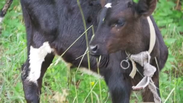 美しい牛の村近くの牧草地で放牧。スローモーション — ストック動画