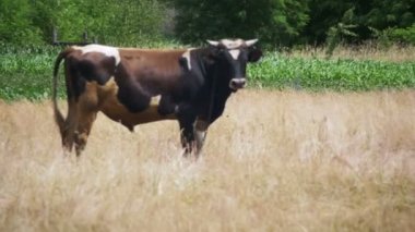 İnek köyü yakınlarında bir alanda otlatma olduğunu. Ağır çekim